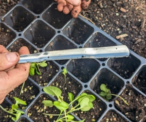 Ryan is using a stainless steel widger from Johnny's Selected Seeds. This is one of our favorite tools for working with small plants. The unique convex stainless steel blade is ideal for delicately separating seedlings and transplanting.