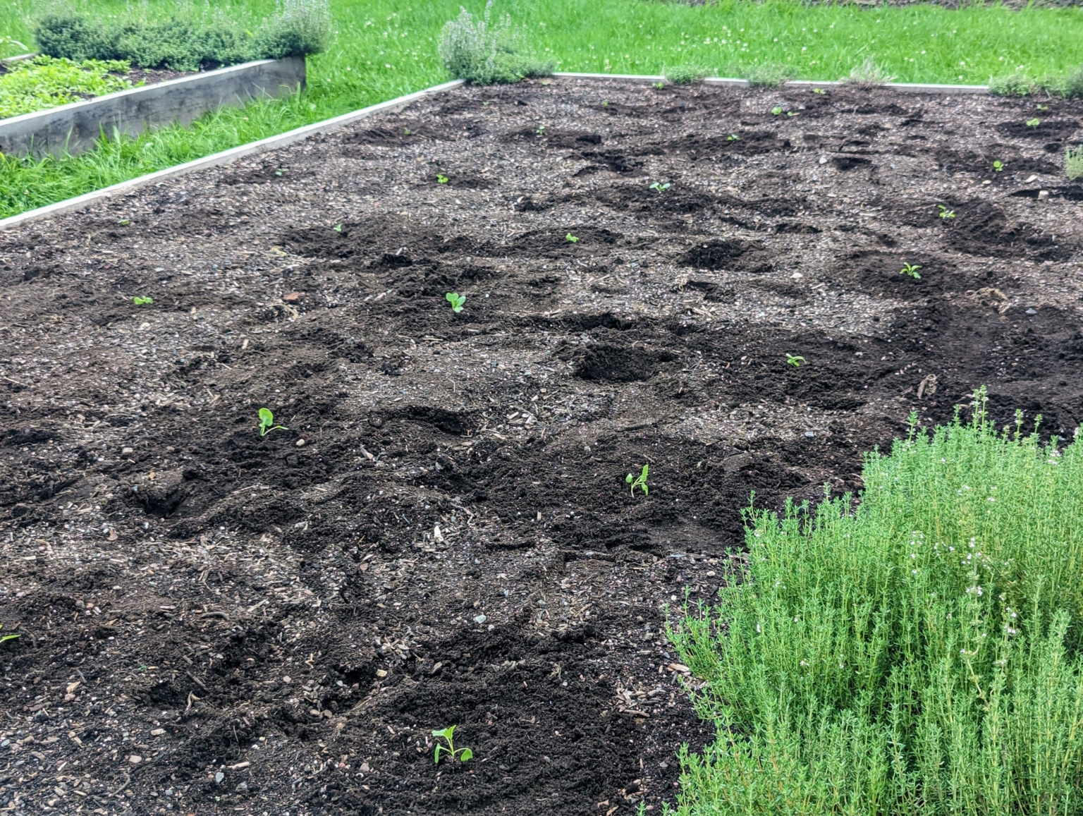 Planting Brassica Seedlings for Fall - The Martha Stewart Blog