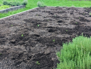 Here is the bed all planted - it won't take long before these grow. They will be watered and checked every day. We still have a lot of summer vegetables growing, so there is always something to harvest during the season.