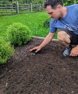 And then just like the cabbages, he plants the Brussels sprouts as deep as they were in the tray and then tamps down lightly around the plants. These require a fairly long growing season, about 80 to 100 days to harvest.