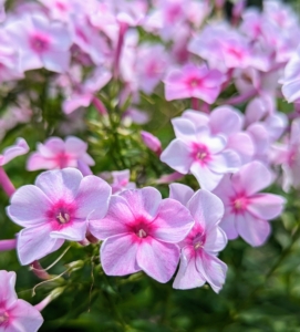 Here’s another phlox variety. The flowers bear a mild fragrance and come in a wide range of colors. These perennials also attract hummingbirds and butterflies.