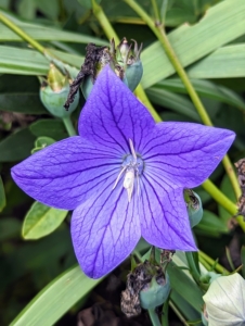 This is a balloon flower, Platycodon grandiflorus – a species of herbaceous flowering perennial plant of the family Campanulaceae, and the only member of the genus Platycodon. It is native to East Asia and is also known as the Chinese bellflower or platycodon.