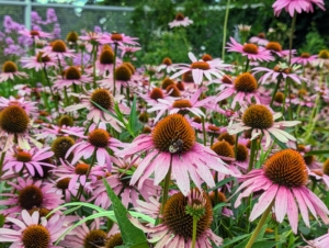 There’s always something to see whenever I walk through my flower cutting garden. Right now the garden is filled with Echinacea purpurea, or purple coneflower - a hardy perennial. Echinacea purpurea has a large center cone, surrounded by colored petals that brighten the garden in mid-summer. Echinacea is a genus, or group of herbaceous flowering plants in the daisy family. Look closely to see a happy bee on one of the flower centers.