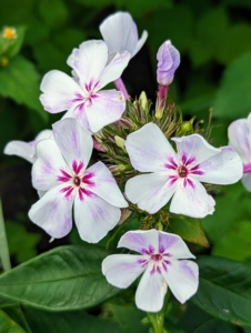 And here's beautiful white phlox with pink markings in the center.