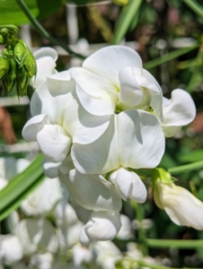 Here is another one in crisp white. The perennial sweet pea blooms in summer, and blooms are on long peduncles above the foliage. It climbs by tendrils and can be trellised or used to cover a fence or other structure. It also makes a nicely mounded ground cover.