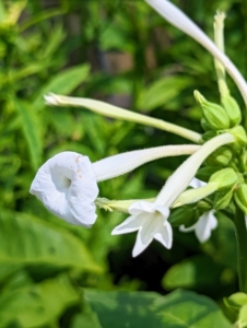 It is also called tobacco flower, or flowering tobacco – and yes, Nicotiana has high concentrations of nicotine.