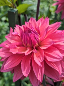 The genus Dahlia is native to the high plains of Mexico. Some species can be found in Guatemala, Honduras, Nicaragua, El Salvador & Costa Rica as well as parts of South America where it was introduced.