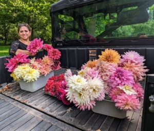 Enma picks enough dahlia blooms for several arrangements. Experiment with the varieties – dahlias look great arranged in different colors.