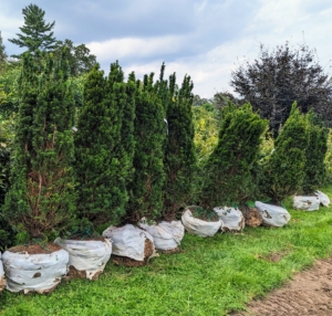 We picked up the yew trees from Select Horticulture in nearby Pound Ridge. The yew, taxus, is a small to medium sized evergreen that grows up to 65-feet tall. Yews are incredibly long lived - in fact they can survive for 900 years before becoming ancient.