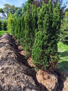 Here are the yews all inside the trench, lined up perfectly.