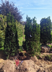 Yews are known for being slow-growing, but in the right conditions, yew hedge trees can grow about 30-centimeters per year. These yews are spaced closely, so they become a closed hedge in time.