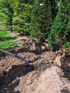 Then the soil is backfilled. With any tree, it is crucial to plant it properly in the ground. The rule of thumb is “bare to the flare” meaning only plant up to the flare, where the tree meets the root system. If a tree is planted too deeply, it will often have branch dieback, splitting bark, and overall reduced growth rate.