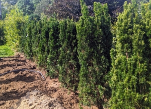These yews were quite dry, and it was also a very warm and humid day, so a hose is also placed into the trench at the same time to make sure the trees get a good drink as they are planted.
