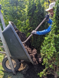 Chhiring spreads the compost around and between all the yews in a level two inch layer.