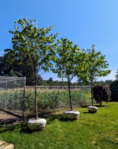 Pete placed the trees where they should be planted. When choosing trees or plants and their permanent locations, be sure to consider the size of the specimens when mature as well as their light needs. These trees will grow pretty wide, so they need a good amount of space.