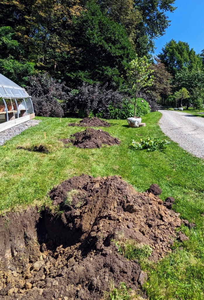 Planting Eastern Redbud Trees at the Farm - The Martha Stewart Blog