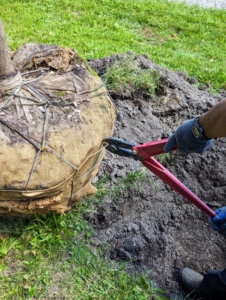 Each tree's wire cage is also removed. These materials hold together the rootball so that chunks of heavy soil do not fall out or tear roots. The wrapping protects the roots from dehydration and sunburn and allows trees to be safely moved.