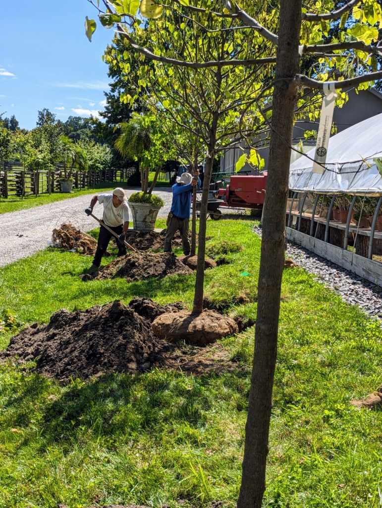 Planting Eastern Redbud Trees at the Farm - The Martha Stewart Blog