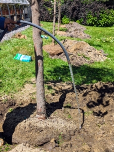These trees need a good drink, so Chhiring adds some water before they are completely backfilled.