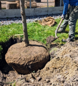 Next, the hole is backfilled and tamped down lightly to establish good contact between the soil and the tree's rootball.