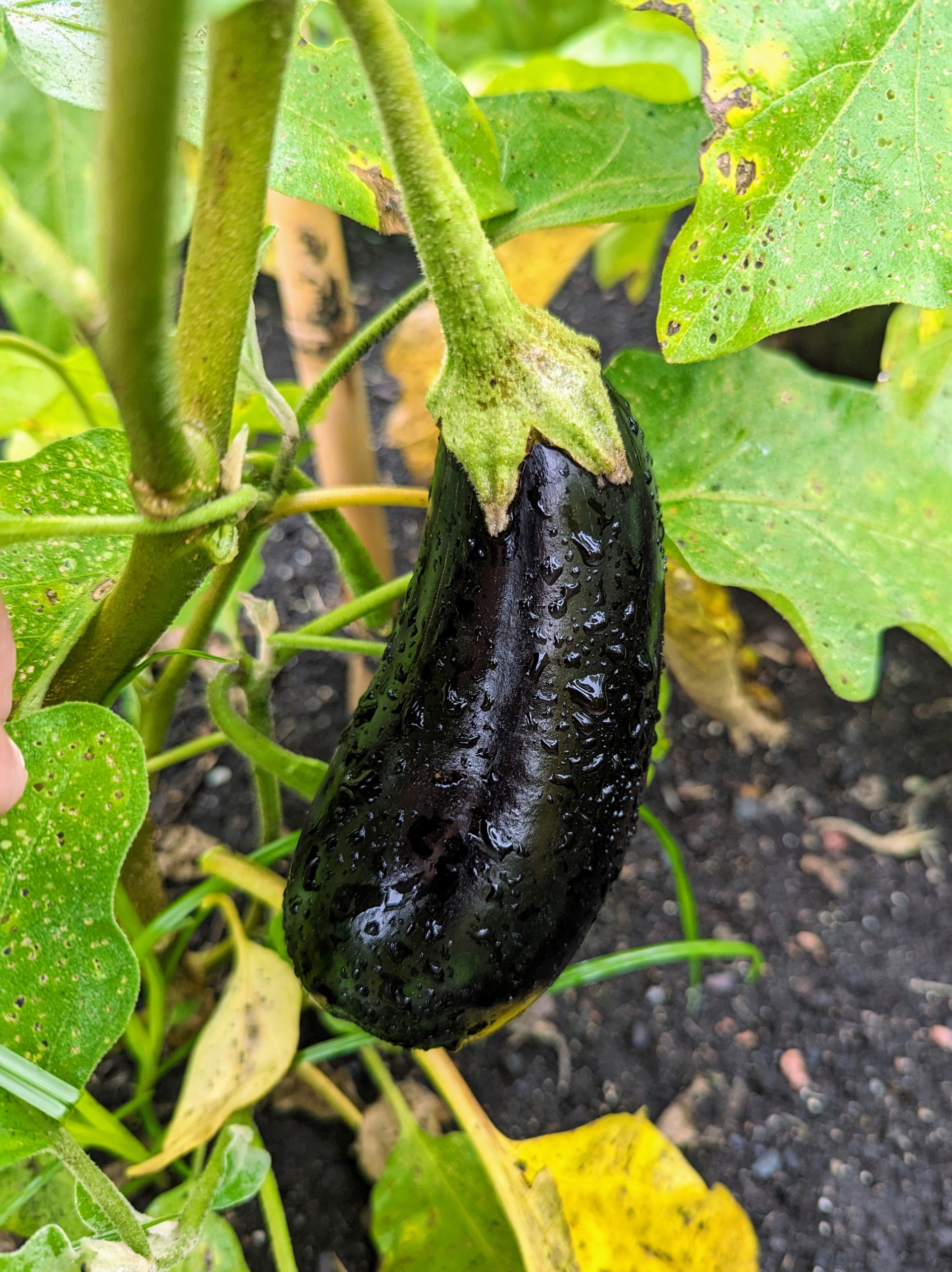 Tons of Eggplant Ready Now! Come Pick Your Own!Also Pick Peppers, Apples &  Herbs; Beautiful Cucumber Boxes for People Who Pickle; Dwarfing Sunflowers  & Other Potted Plants; NY Peaches; Fresh Donuts 