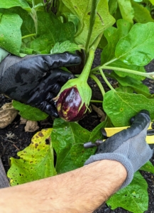 Brian picked the eggplants. We have one large bed of eggplants and there are so many ready to pick.