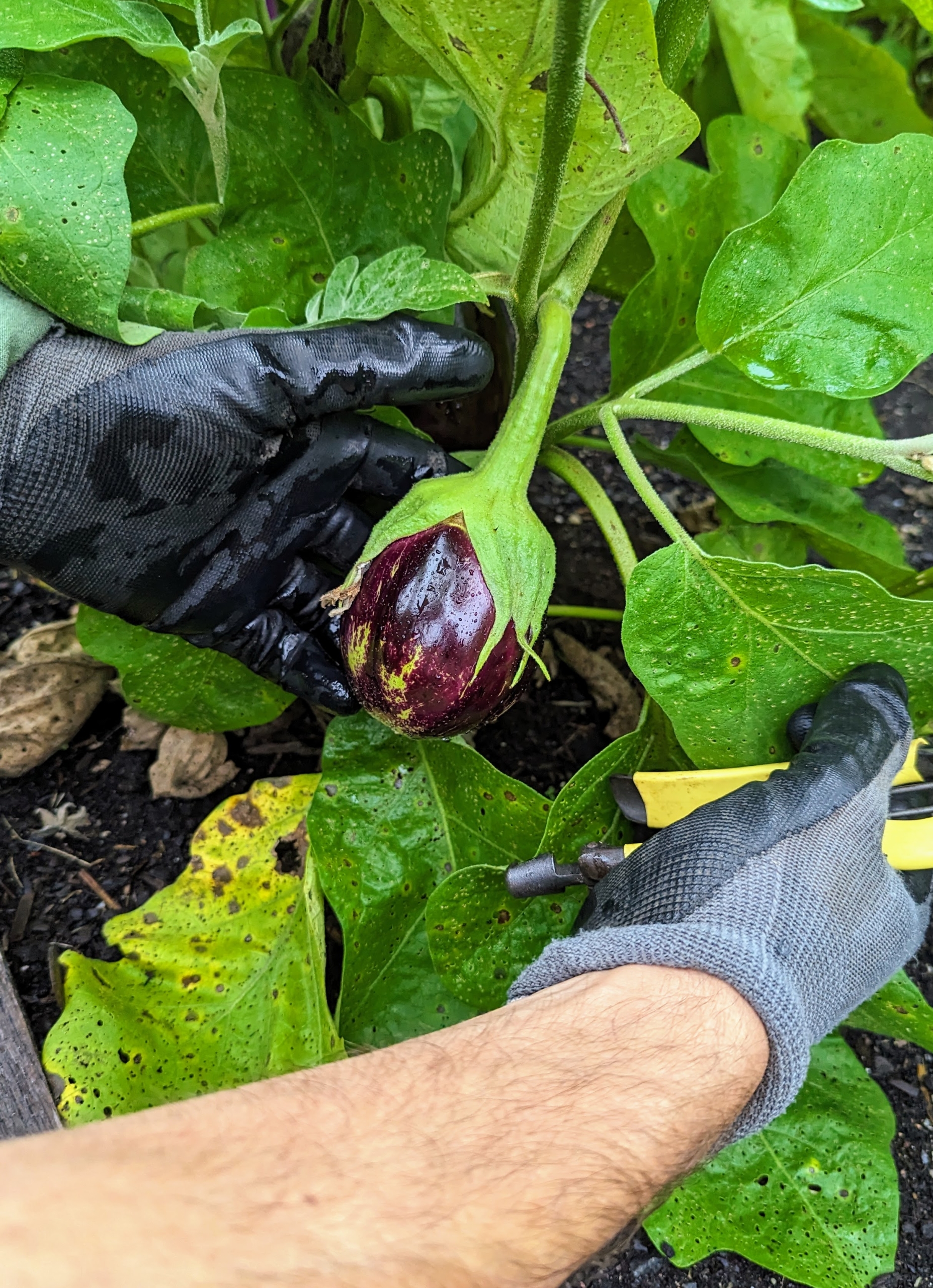 Tons of Eggplant Ready Now! Come Pick Your Own!Also Pick Peppers, Apples &  Herbs; Beautiful Cucumber Boxes for People Who Pickle; Dwarfing Sunflowers  & Other Potted Plants; NY Peaches; Fresh Donuts 