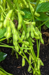 The edamame is also growing abundantly. If you're not familiar, edamame is the same soybean that makes tofu. Eaten as beans, they taste a bit like peas and are buttery with a hint of sweetness and nuttiness.