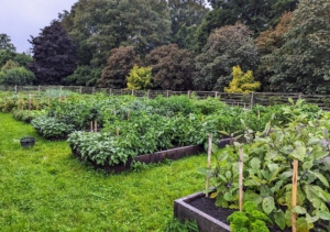 Despite an unusually wet summer, this has been one of our most productive growing seasons here at the farm. My new vegetable garden continues to provide bounties of fresh, nutritious vegetables.