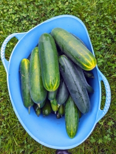This is our best year for cucumbers. We've harvested buckets of cucumbers. Cucumbers require a long growing season, and most are ready for harvest in 50 to 70 days from planting. The fruits ripen at different times on the vine, but it is important to pick them when they are ready. If they are left on the vine too long, they tend to taste bitter.