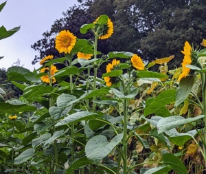 And remember our sunflowers? They're growing so beautifully in the center of the garden. Typically, sunflowers stay in bloom for about three weeks, but one may get a full month if lucky.