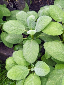Also growing well are the herbs. This is sage. Sage is commonly used to season poultry or sausage, infuse butter, or to add flavor to root vegetables like sweet potatoes or parsnips.