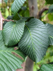 Its leaves are dark green, oval or egg-shaped with a pointed tip. The leaf has double-serrated leaf margins. Since it is deciduous, it will shed all its leaves in winter.
