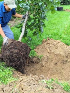 Then he slowly and carefully rolls the tree into the hole. The twine is where the trunk of the tree should be.