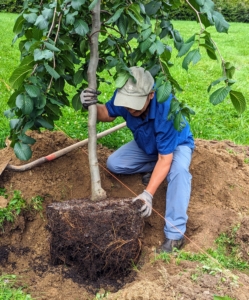 This task takes a few minutes to get into the perfect position. Once it is placed, Chhiring checks that the trunk is straight and that the best side of the tree is facing the path.