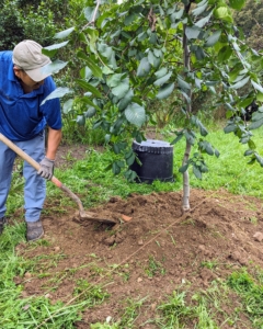 The camperdown elm is now ready to be backfilled. He does this manually to ensure it is done to the right depth. Once he is finished, he steps on the soil, so it has good contact with the rootball.