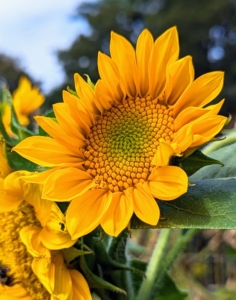 Sunflower is the only flower with flower in its name. “Helia” for sun and “anthus” for flower. Sunflowers are also the symbol of faith, loyalty and adoration. Sunflowers have different colored petals, but their centers also vary in different shades. The center of this sunflower is a light colored yellow and green.