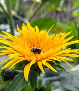This bright yellow sunflower has long thin petals and a smaller center than other varieties.
