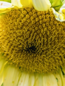 Each sunflower is actually thousands of tiny flowers. The center of the sunflower is filled with disc florets, the flowers in the middle that contain male and female reproductive organs and mature into fruit and seed.