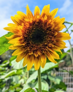 Tall sunflower varieties can usually grow up to 15 feet tall. The height of a sunflowers depends on its variety. Some dwarf sunflowers only grow to be about three feet tall and the tallest recorded sunflower was more than 30 feet.