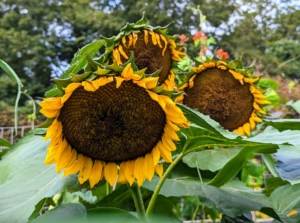 Here are three mature sunflowers all facing east. They often face the rising sun because increased morning warmth attracts more bees and helps the plants reproduce more efficiently.