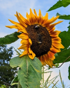 Sunflowers produce a huge amount of pollen and nectar making so many pollinators very happy. Pollen from sunflowers has been found to boost the immune systems of both bumbles bees and honey bees.