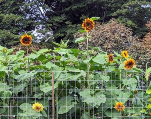 One can plant annual sunflowers in almost every plant hardiness zone as long as it is in full sun. Sunflowers usually stay in bloom for about three weeks, sometimes even four. In this garden, with its nutrient-rich soil, I'm hoping these pretty flowers last even longer... we'll see.