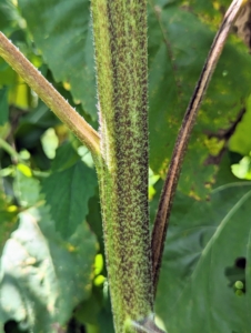 A common sunflower stem is sturdy and covered in coarse hairs. Sunflowers also have long tap roots that need to stretch out, so the plants prefer well-dug, loose, well-draining soil.
