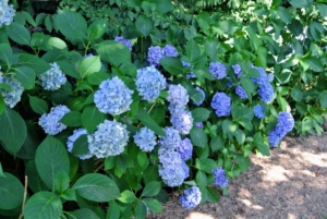 Hydrangea is a genus of at least 70-species of flowering plants native to southern and eastern Asia and the Americas. By far the greatest species diversity is in eastern Asia, notably China, Japan, and Korea.