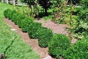 These were some of the first ones planted. Boxwood can grow in full sun and partial shade.