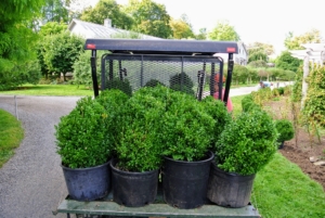 Each shrub was placed in a plastic pot and then groups of potted boxwoods were carefully transported.