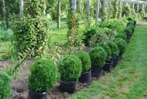 Every boxwood was positioned perfectly, two-feet apart from the next. It was a big project for the entire crew.