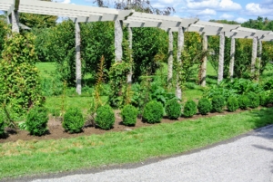 At the time, these shrubs were only about a foot tall, but every one in excellent condition.