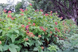 Here is what these raspberry bushes looked like in late June – full of sweet berries. Summer-bearing raspberry bushes produce one crop each season. The fruits typically start ripening in late June into July with a crop that lasts about one month.